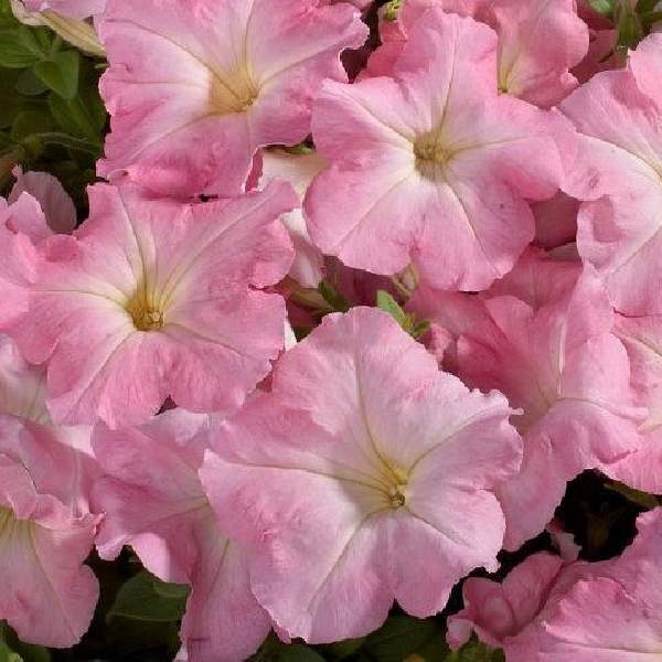 Petunia Celebrity Chiffon Morn