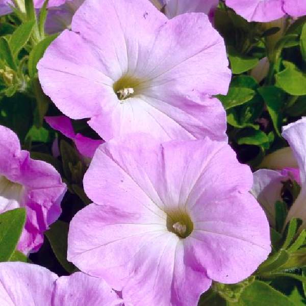 Petunia Celebrity Lilac
