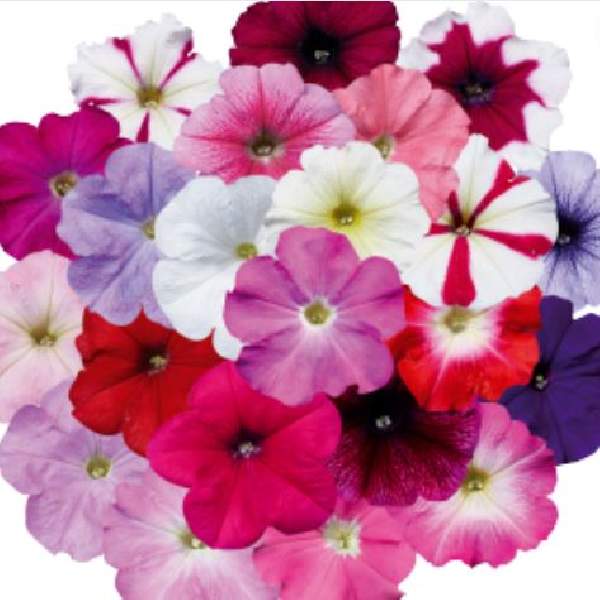 Petunia Celebrity Mix