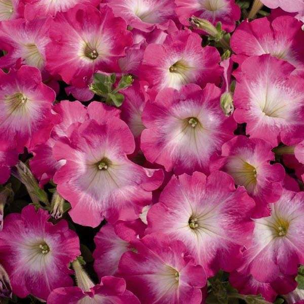 Petunia Celebrity Pink Morn