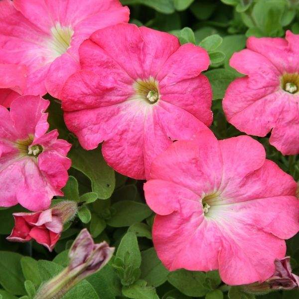 PETUNIA CELEBRITY PINK