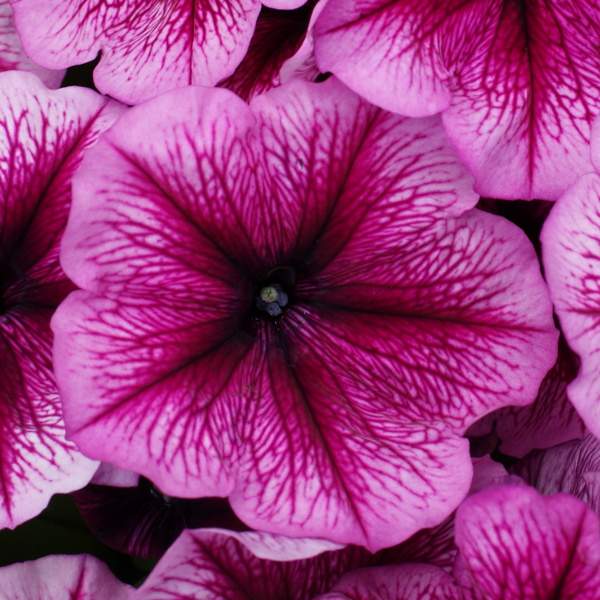 petunia-celebrity-plum-ice-petunia-1665605152.jpg