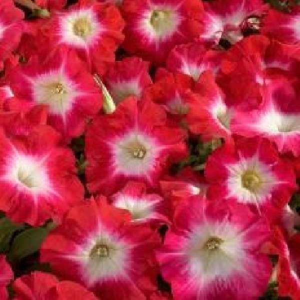 petunia-celebrity-red-morn-petunia-1665603066.jpg