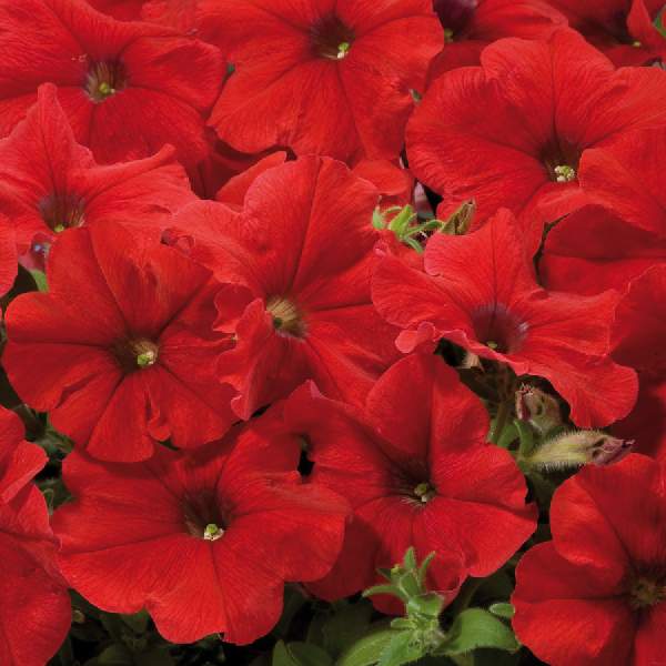 PETUNIA CELEBRITY RED