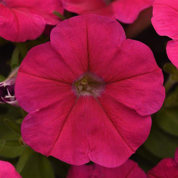 petunia-celebrity-rose-petunia-1665604999.jpg