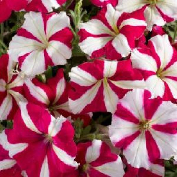 Petunia Celebrity Rose Star