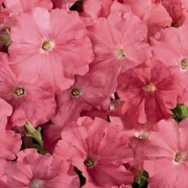Petunia Celebrity Salmon