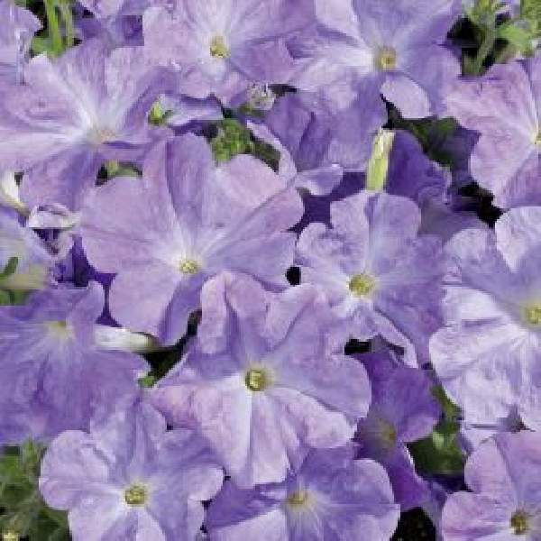 Petunia Celebrity Sky Blue