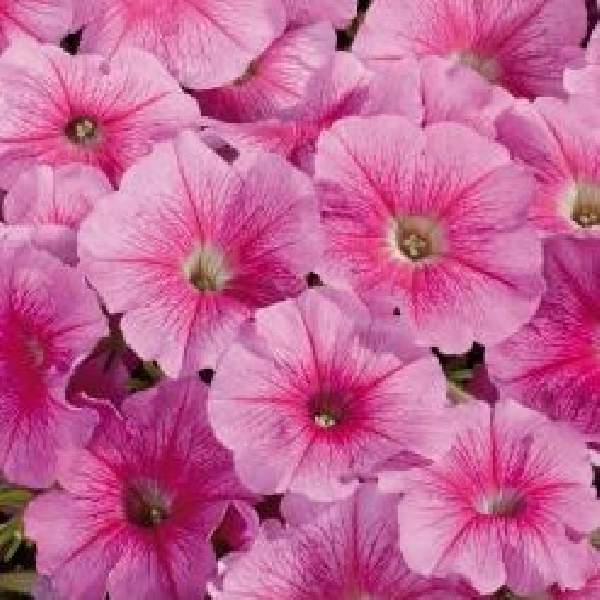 Petunia Celebrity Strawberry Ice