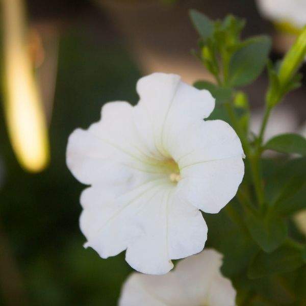 PETUNIA CELEBRITY WHITE