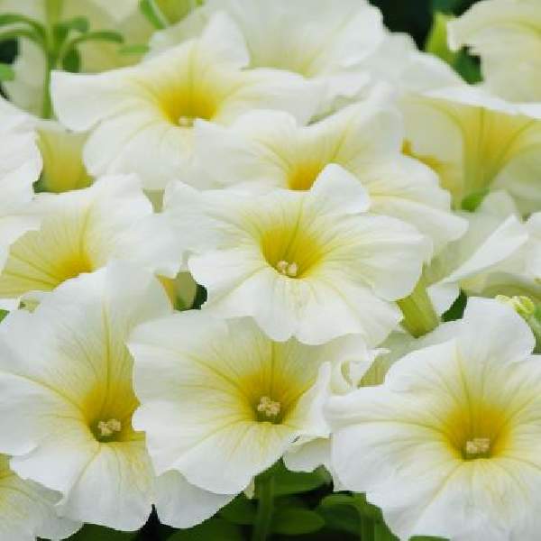 Petunia Celebrity Yellow
