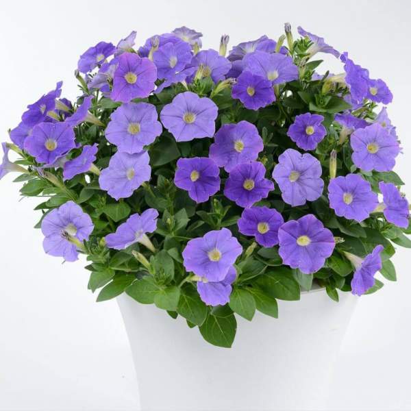 PETUNIA RAY CLASSIC BLUE