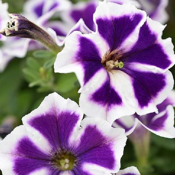 Petunia Crazytunia Asterisk