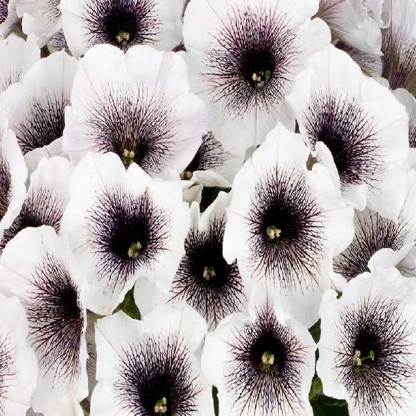 PETUNIA CRAZYTUNIA BLACK AND WHITE