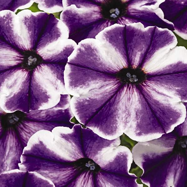 PETUNIA CRAZYTUNIA BLUE ICE IMP