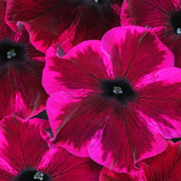 PETUNIA CRAZYTUNIA COSMIC PURPLE