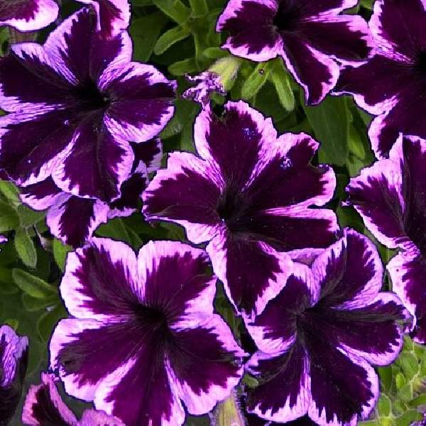 petunia-crazytunia-cosmic-violet-petunia-1689877515.jpg