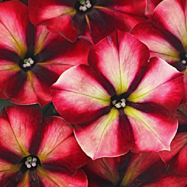 PETUNIA CRAZYTUNIA FIRECRACKER