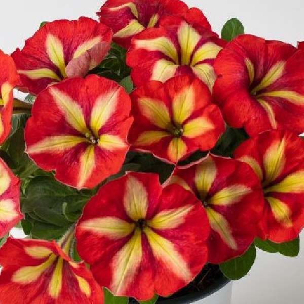PETUNIA CRAZYTUNIA FRISKY ORANGE 