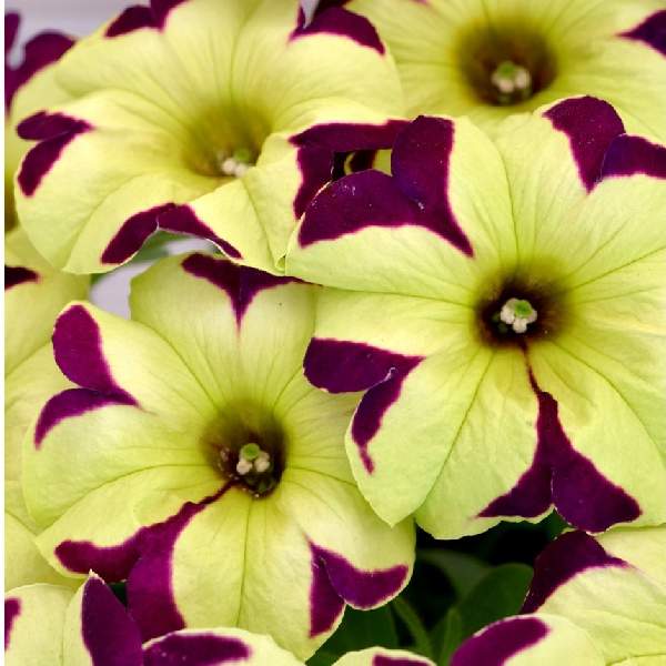 PETUNIA CRAZYTUNIA KNIGHT RIDER IMP