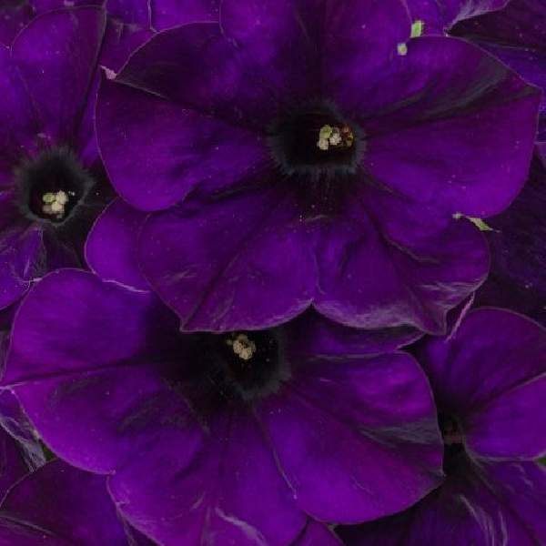PETUNIA CRAZYTUNIA NIGHT WATCH