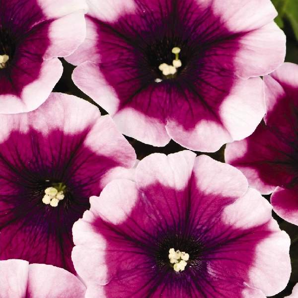 PETUNIA CRAZYTUNIA PASSION PUNCH