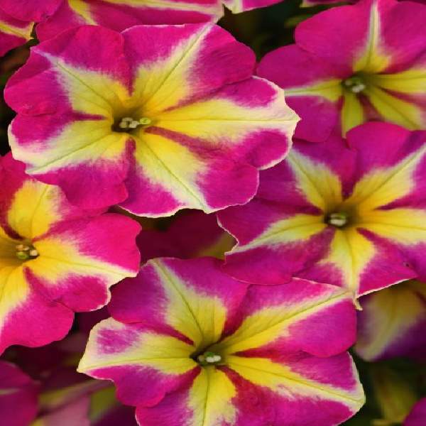 PETUNIA CRAZYTUNIA PINK FLAMINGO