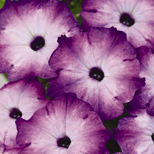 PETUNIA CRAZYTUNIA PURPLE STORM