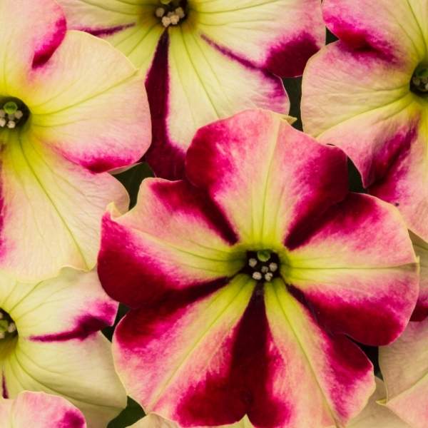 PETUNIA CRAZYTUNIA RASPBERRY LEMONADE