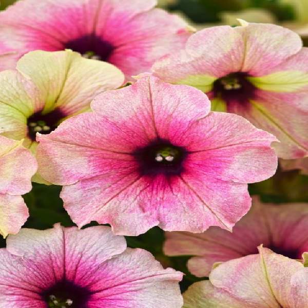 PETUNIA CRAZYTUNIA ROSE GOLD