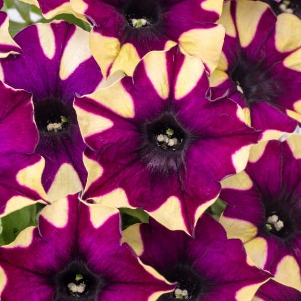 PETUNIA CRAZYTUNIA SPIDER GIRL