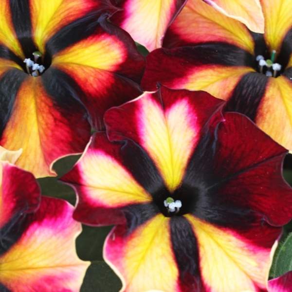 PETUNIA CRAZYTUNIA SUGAR BEET