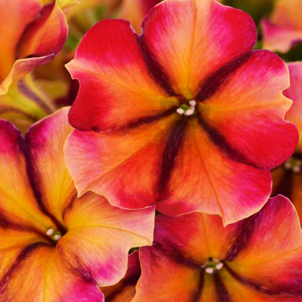 PETUNIA CRAZYTUNIA TIKI TORCH