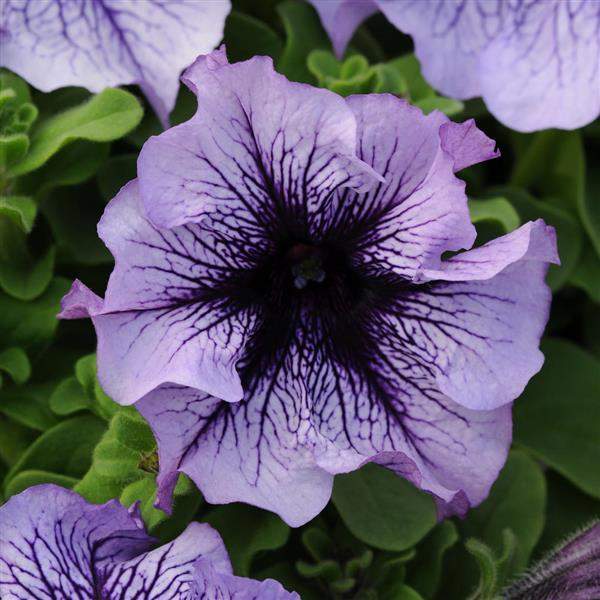 PETUNIA DADDY BLUE