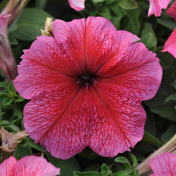 PETUNIA DADDY RED