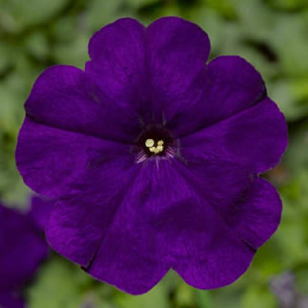PETUNIA DAMASK BLUE