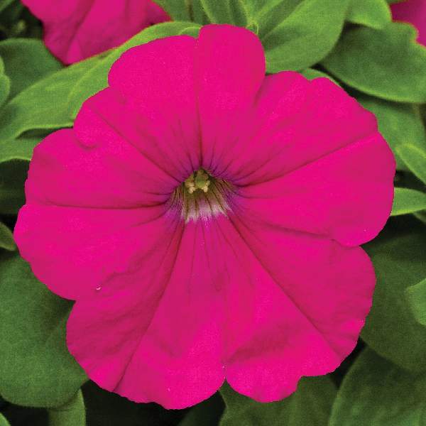 Petunia Damask Carmine