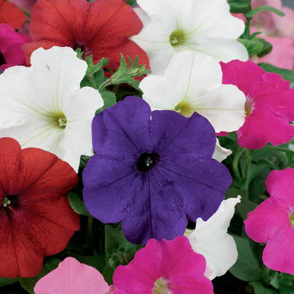 Petunia Damask Mix