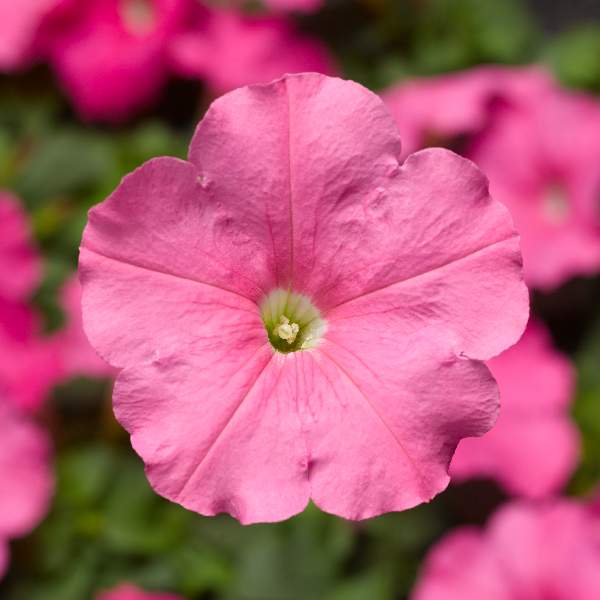 Petunia Damask Pink