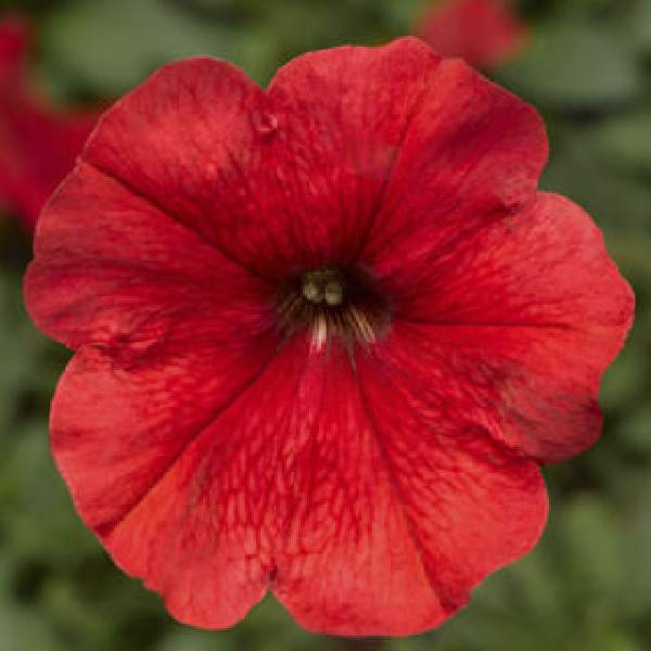 PETUNIA DAMASK RED