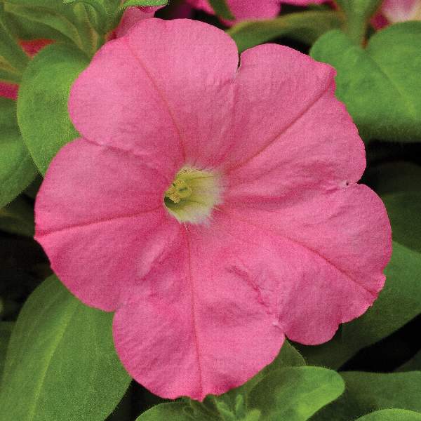 Petunia Damask Rose