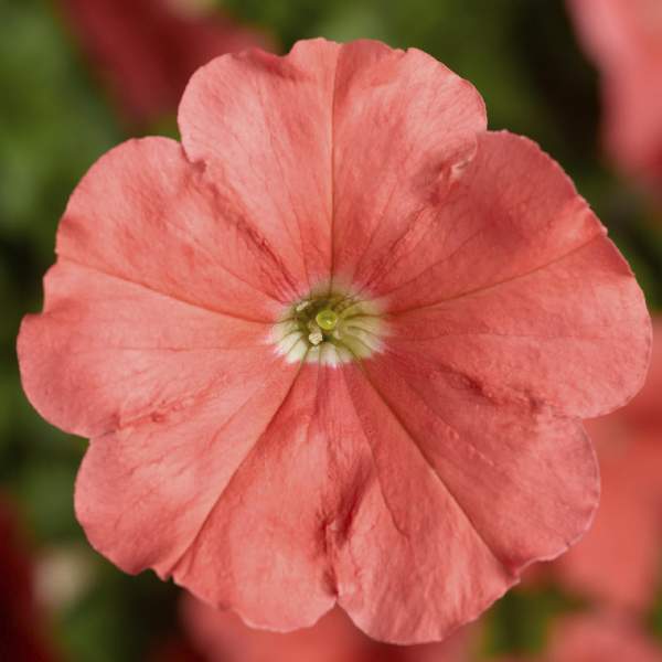 PETUNIA DAMASK SALMON