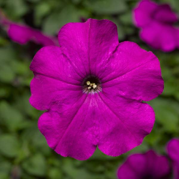 Petunia Damask Violet