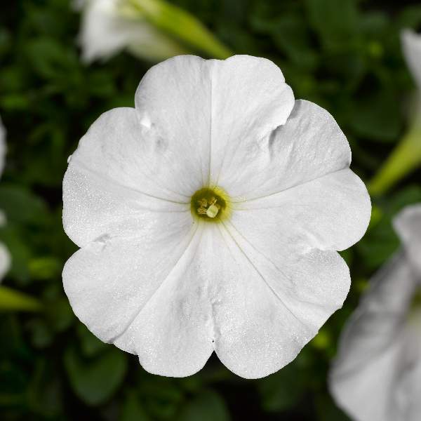 Petunia Damask White