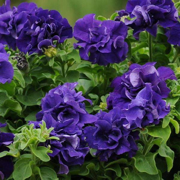 Petunia Dbl Cascade Blue