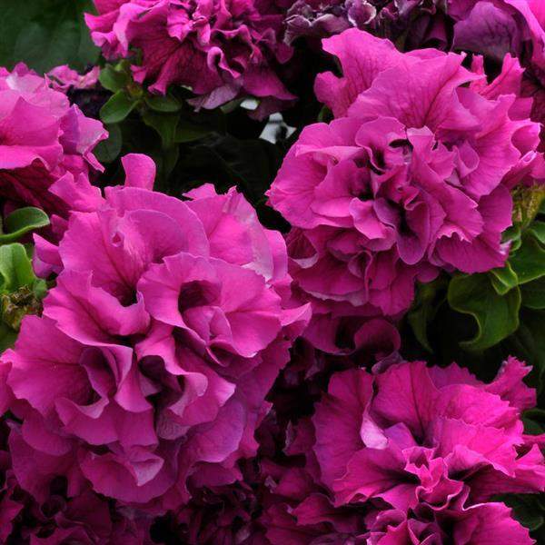 petunia-dbl-cascade-burgundy-petunia-1665603701.jpg