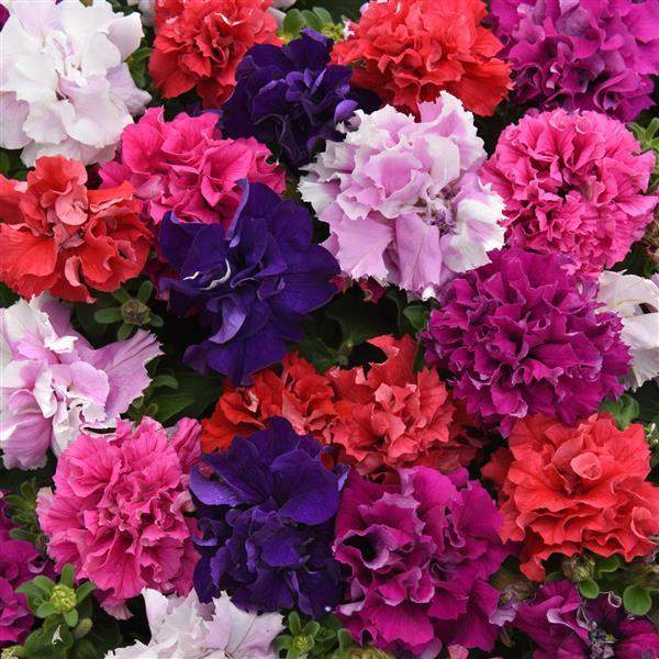 Petunia Dbl Cascade Bold Mix