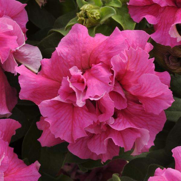 Petunia Dbl Cascade Pink