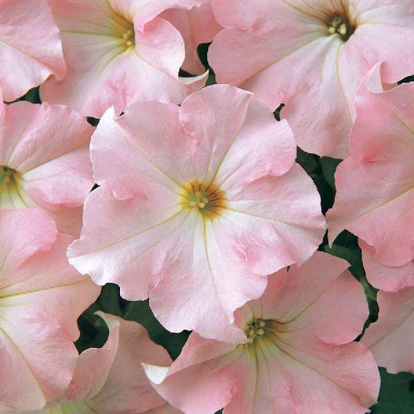 PETUNIA DREAMS APPLEBLOSSOM