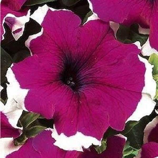 PETUNIA DREAMS BURGUNDY PICOTEE